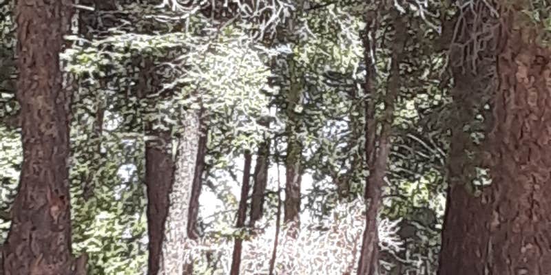 Camper submitted image from Saddle Campground — Lincoln National Forest