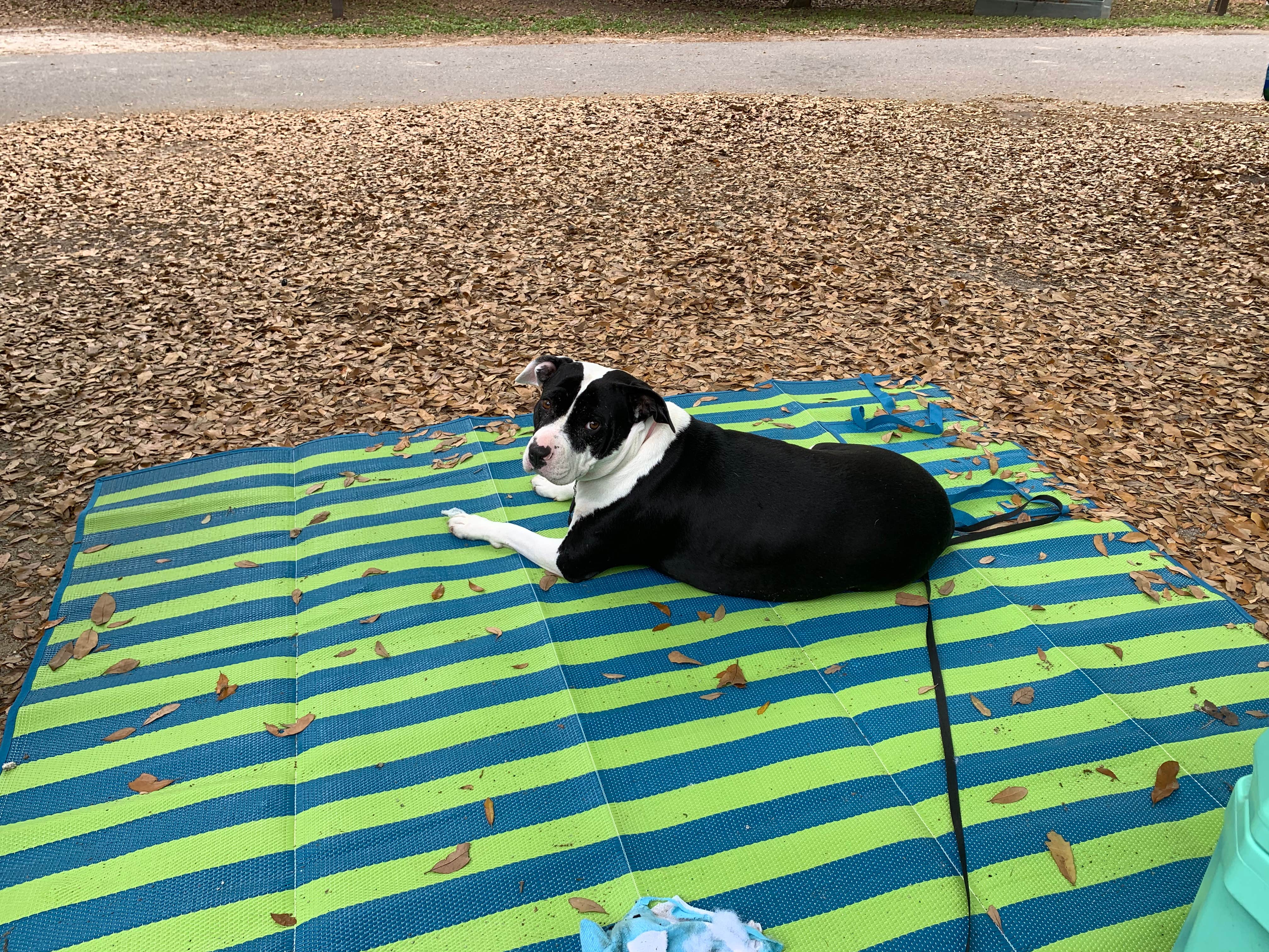 Jennifer  J.'s photo of camping with pets at Myrtle Beach State Park Campground near Cherry Grove Beach, SC