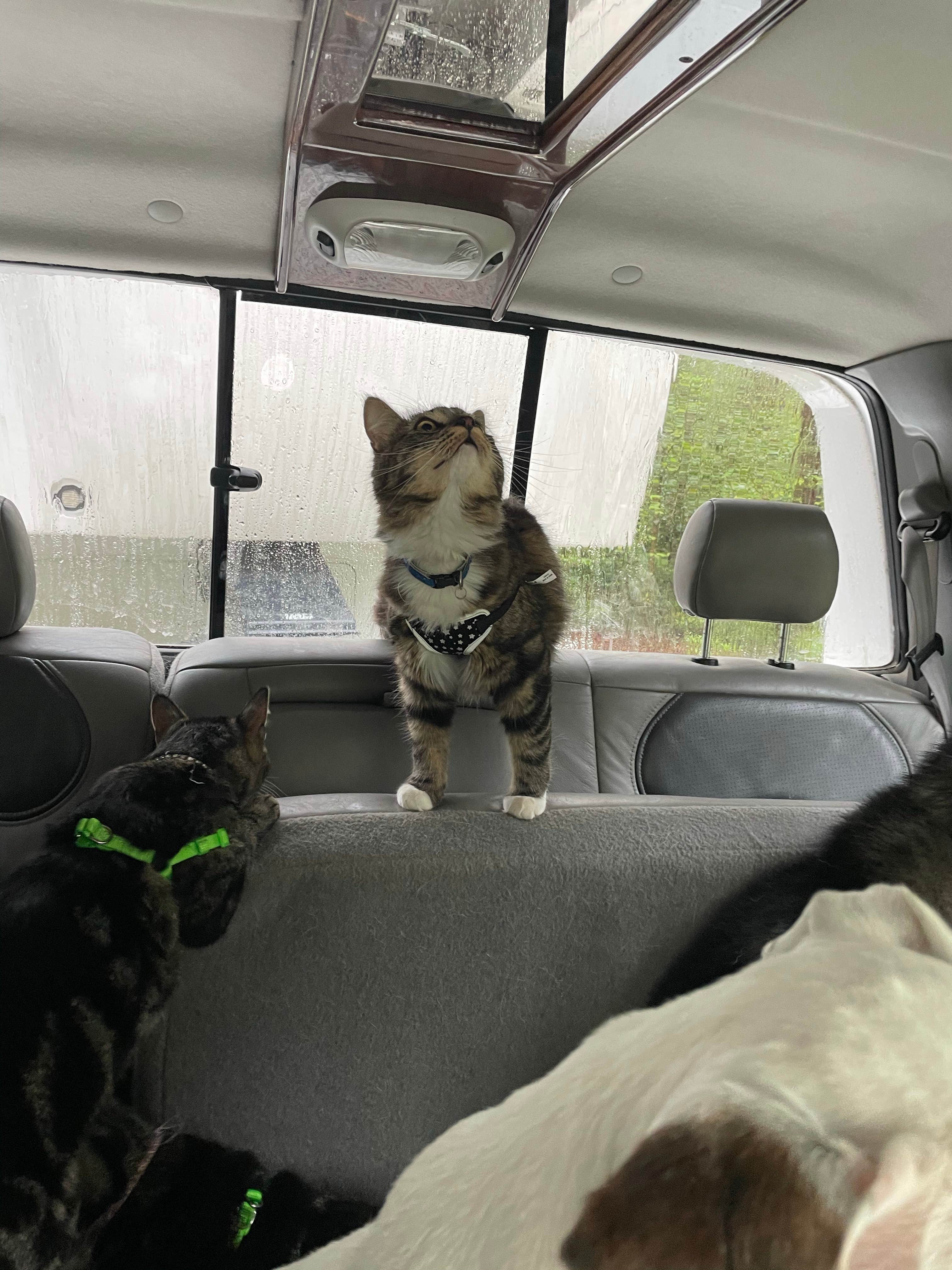 Caralee B.'s photo of camping with pets at Curtis Creek Campground near Lake Lure, NC