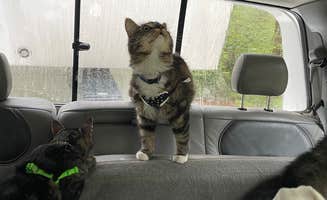 Caralee B.'s photo of camping with pets at Curtis Creek Campground near Swannanoa, NC