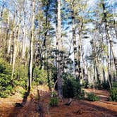 Review photo of Linville Gorge Wilderness Dispersed Camping--Western Section, NC 128 he by Julie L., April 16, 2021