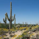 Review photo of Cactus Forest Dispersed by Jamie P., April 24, 2021