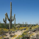 Review photo of Cactus Forest Dispersed by Jamie P., April 24, 2021