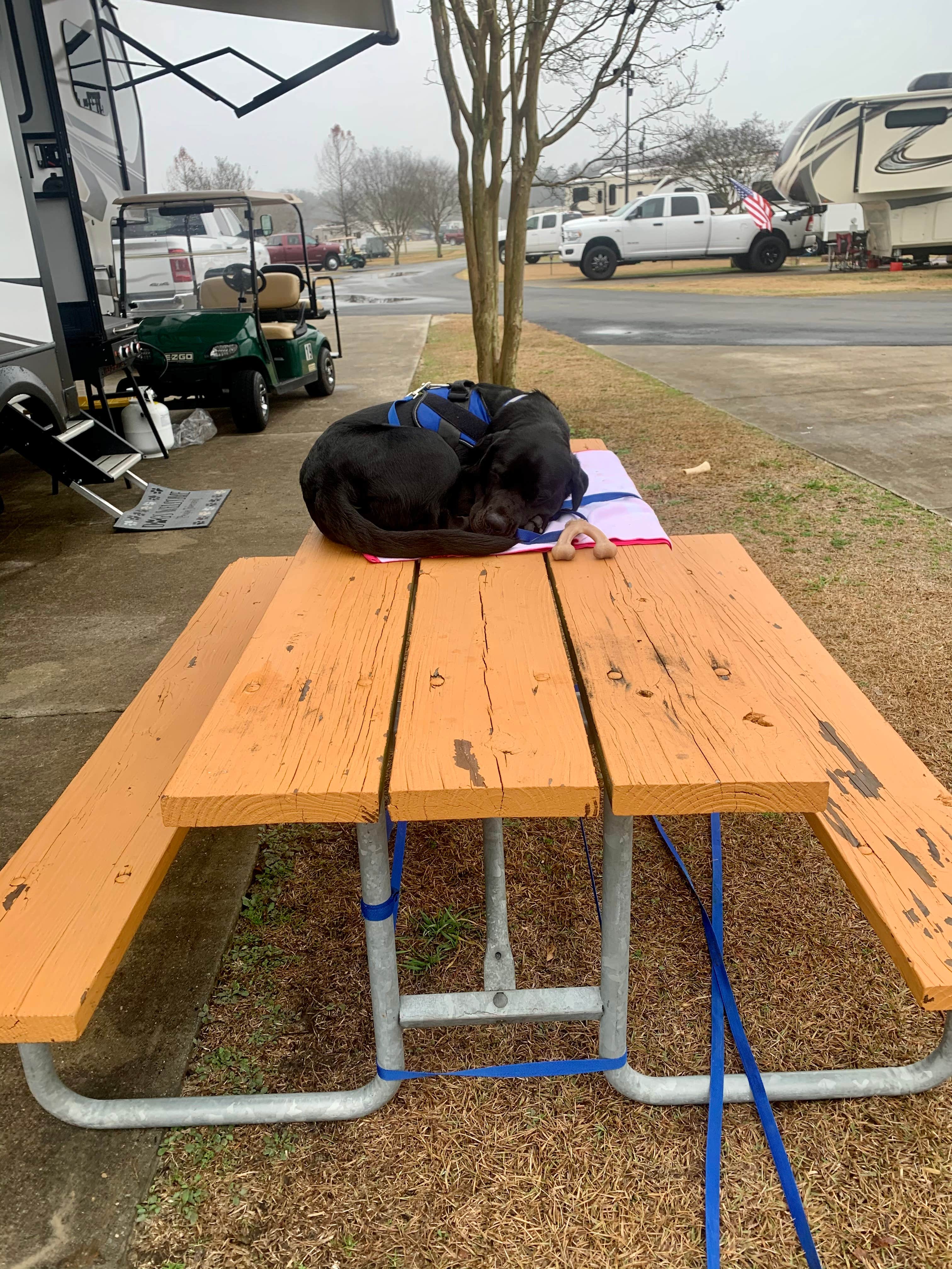 Małgorzata R.'s photo of camping with pets at Yogi Bear's Jellystone Park at Daddy Joe's near Oak Island, NC