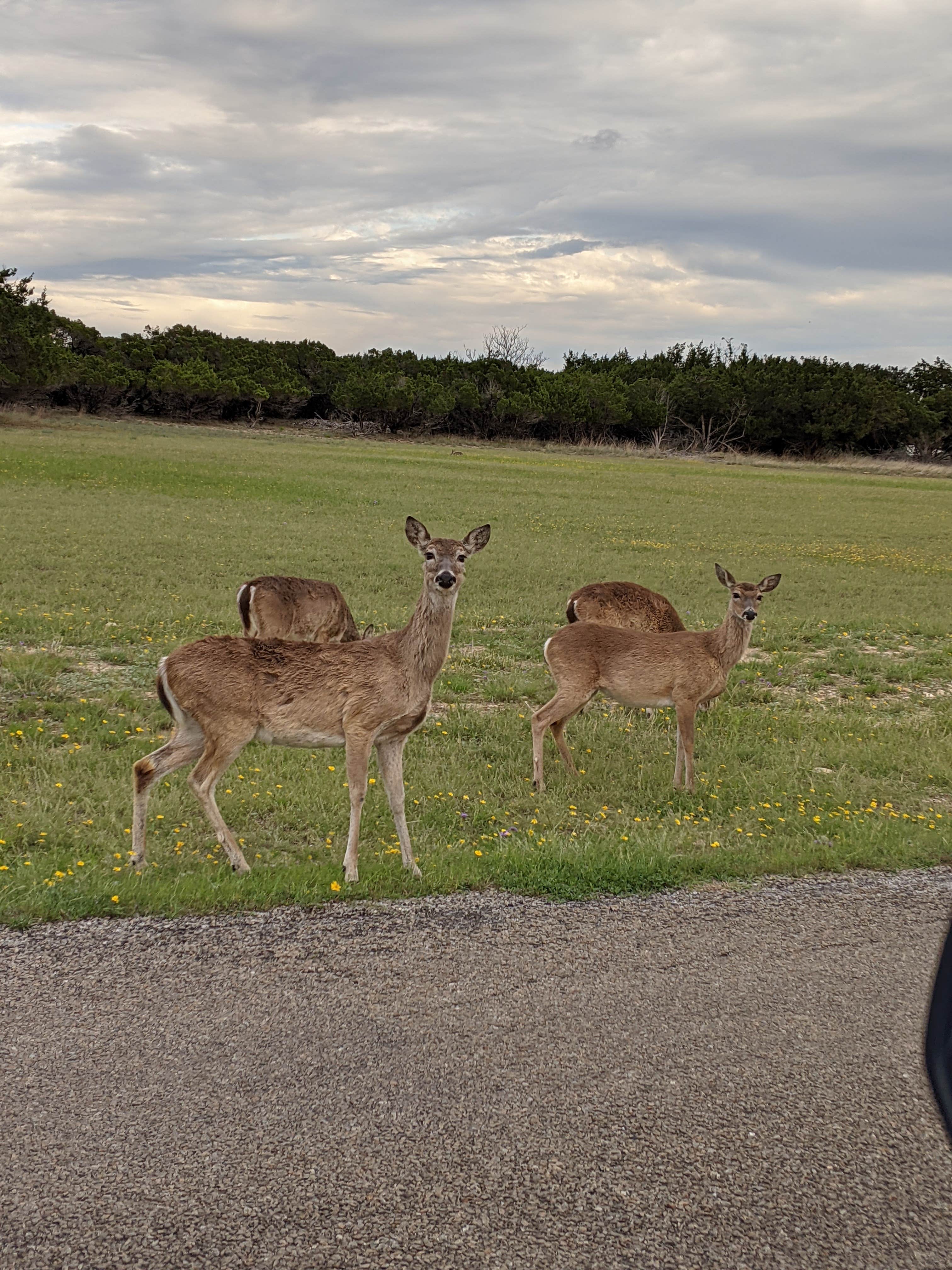 Stillhouse Hollow Lake Coe Dana Peak The Dyrt