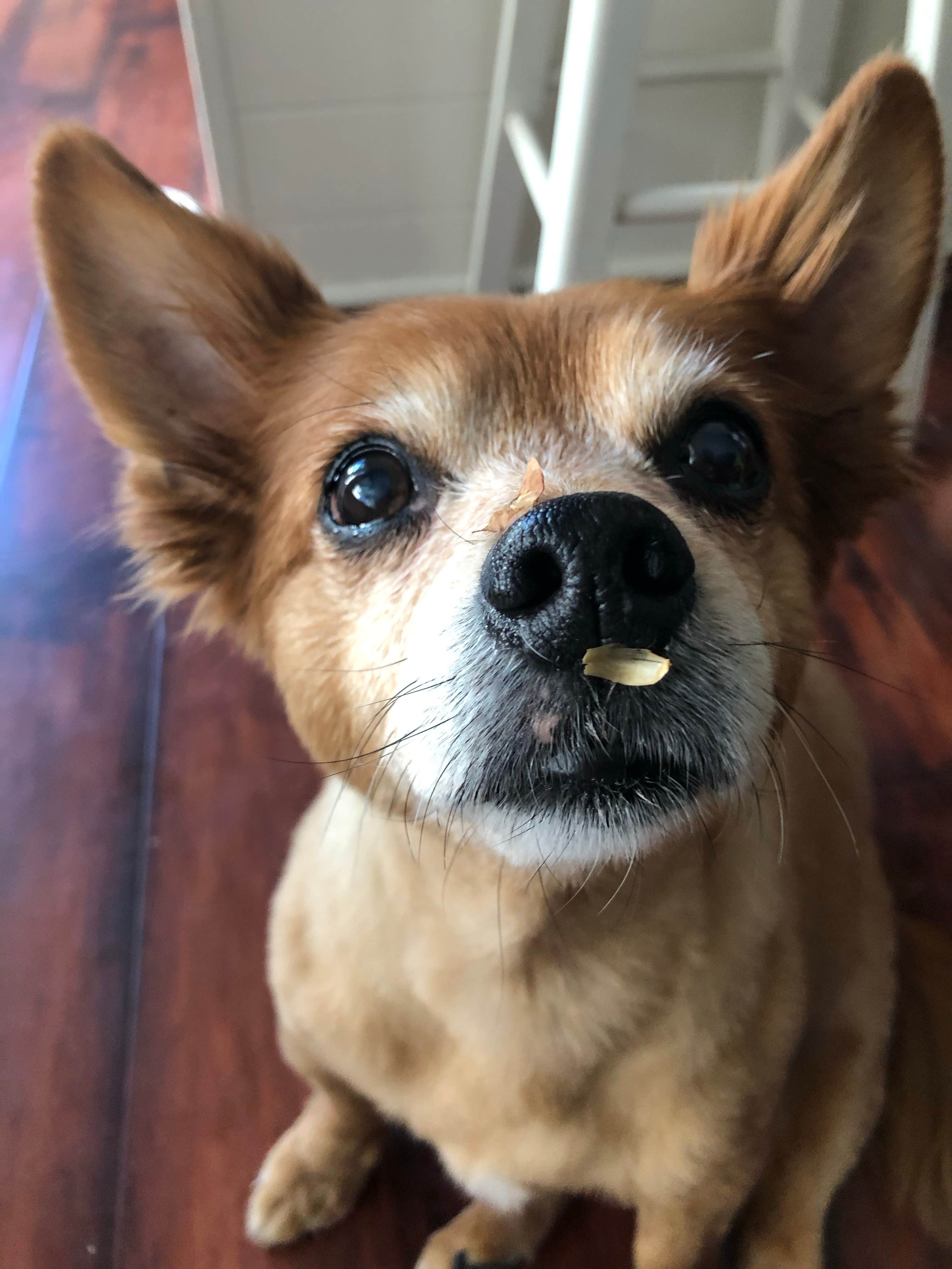 groverlicious1's photo of camping with pets at Flying Flags RV Resort near Los Padres National Forest