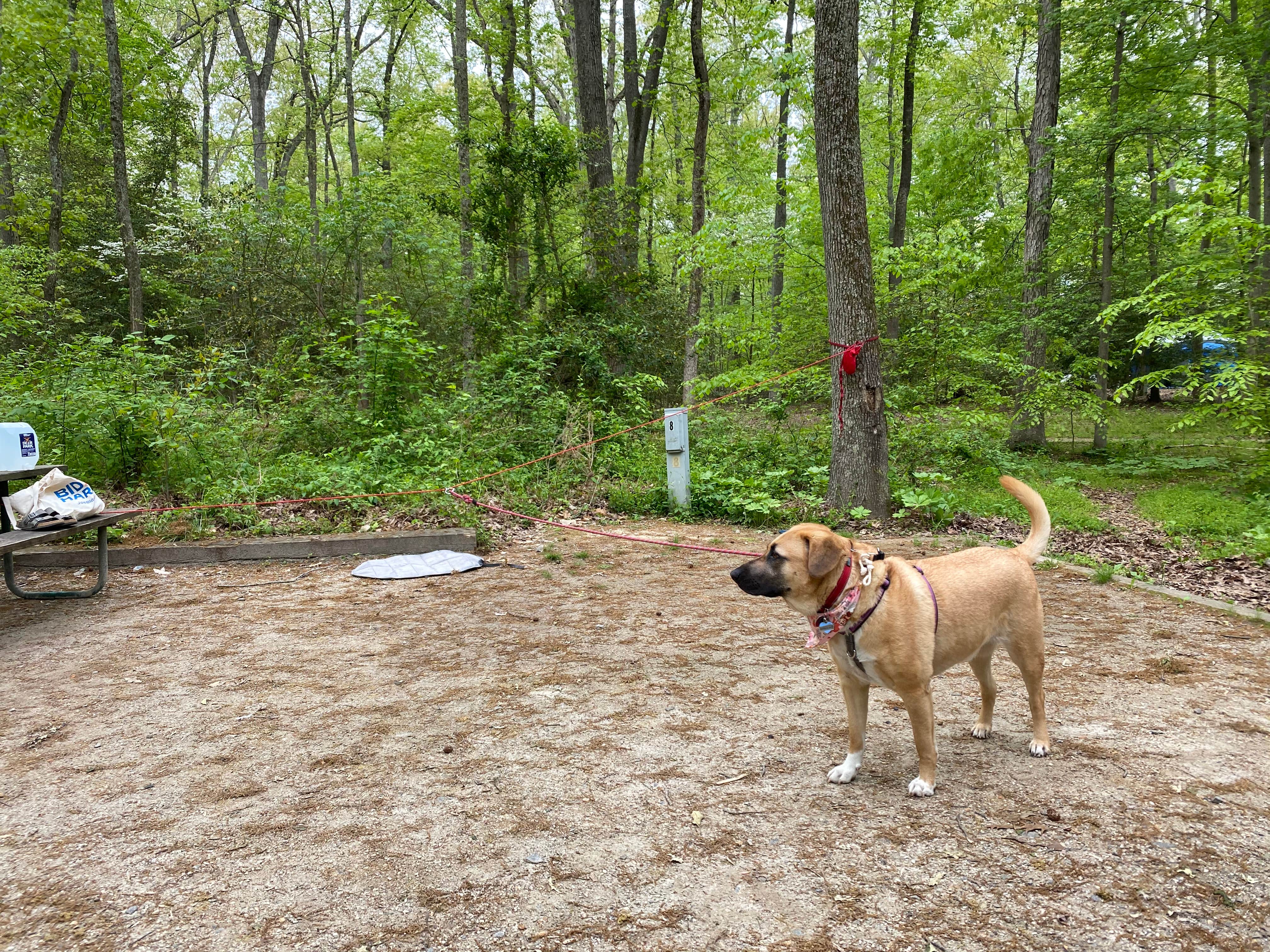 Caitlin A.'s photo of camping with pets at Smallwood State Park Campground - TEMPORARILY CLOSED THROUGH JULY 2023 near Washington, DC