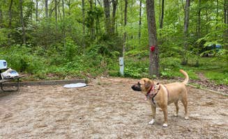 Caitlin A.'s photo of camping with pets at Smallwood State Park Campground - TEMPORARILY CLOSED THROUGH JULY 2023 near Broomes Island, MD