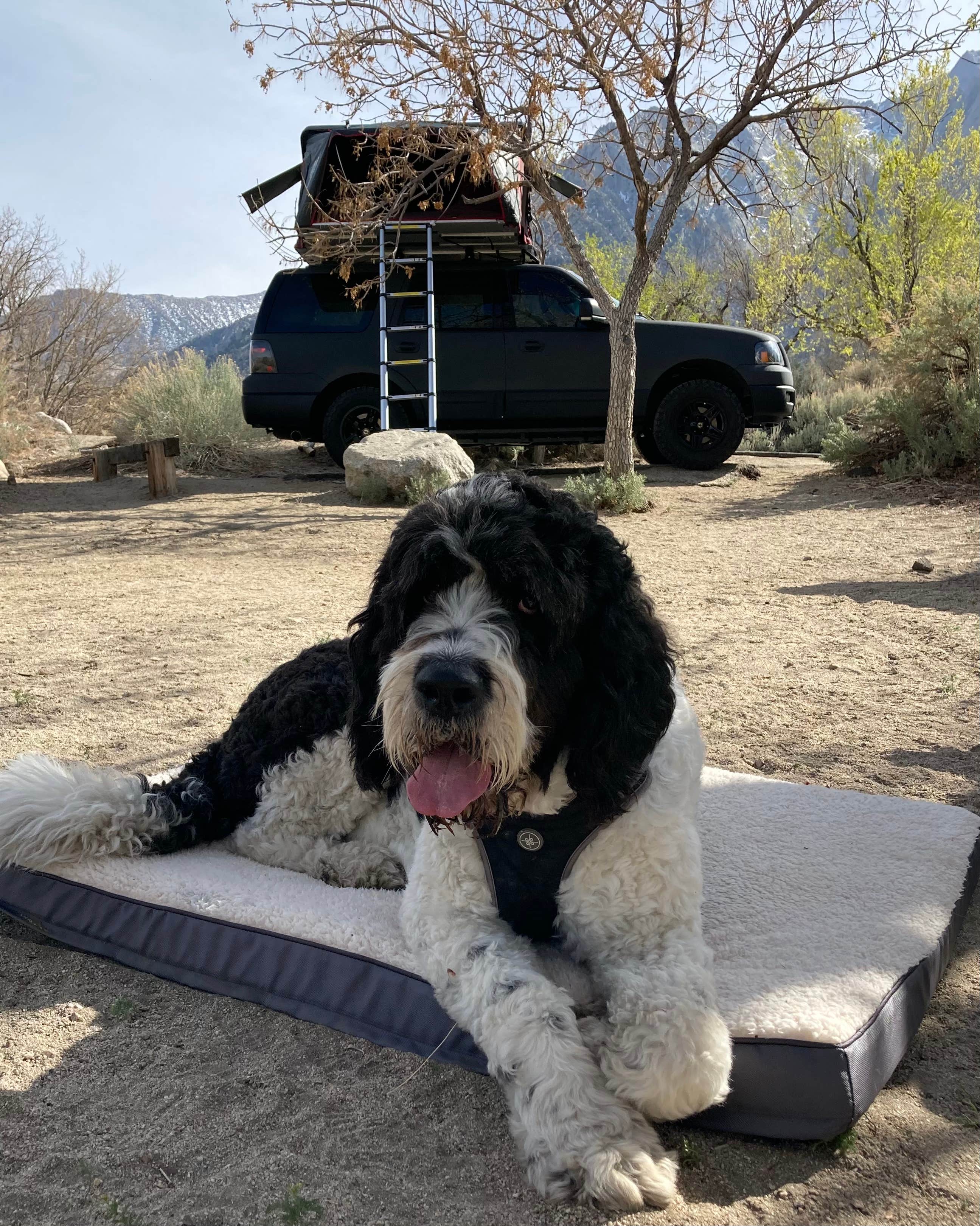 Mark G.'s photo of camping with pets at Lone Pine near Sequoia & Kings Canyon National Parks