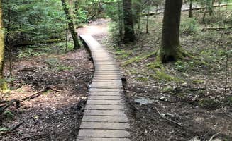 Brittni F.'s photo of camping with pets at Savage Falls Campground — Savage Gulf State Park near Sale Creek, TN