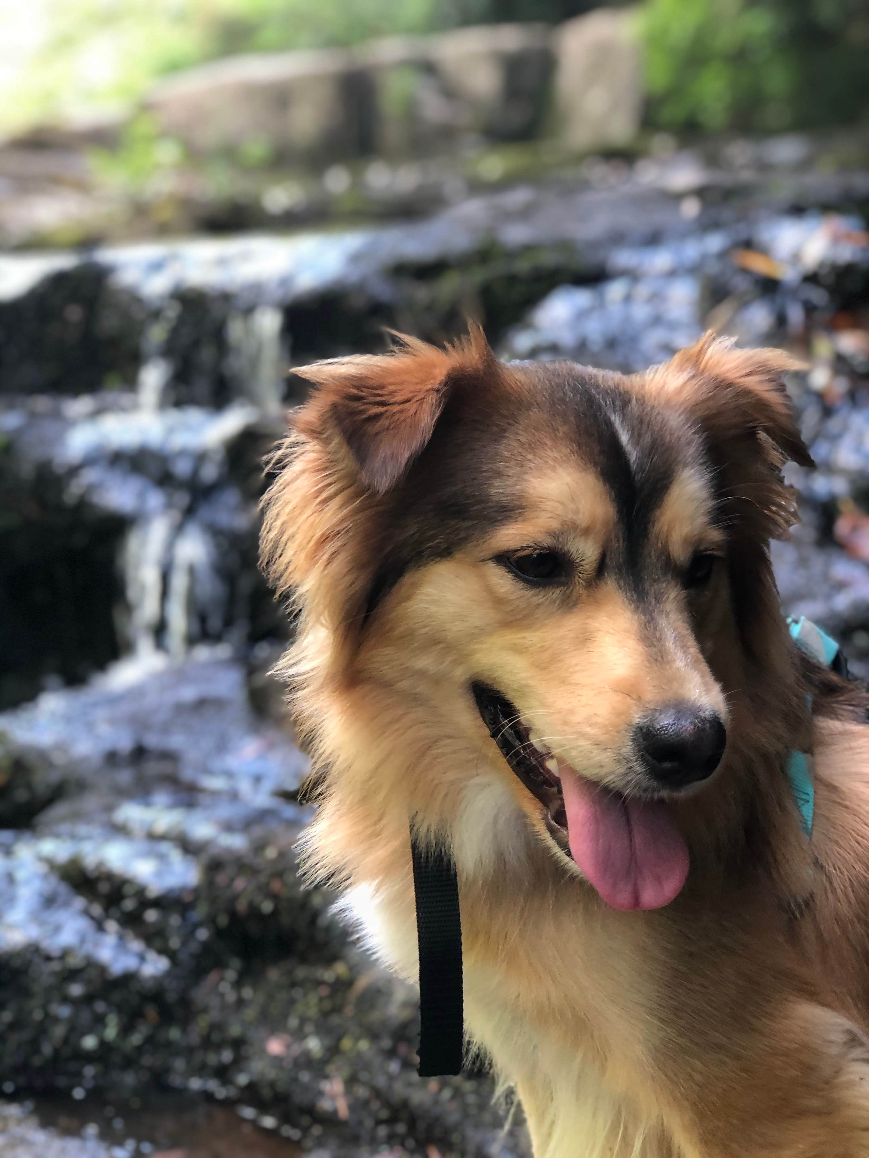 Brittni F.'s photo of camping with pets at Savage Falls Campground — Savage Gulf State Park near Graysville, TN