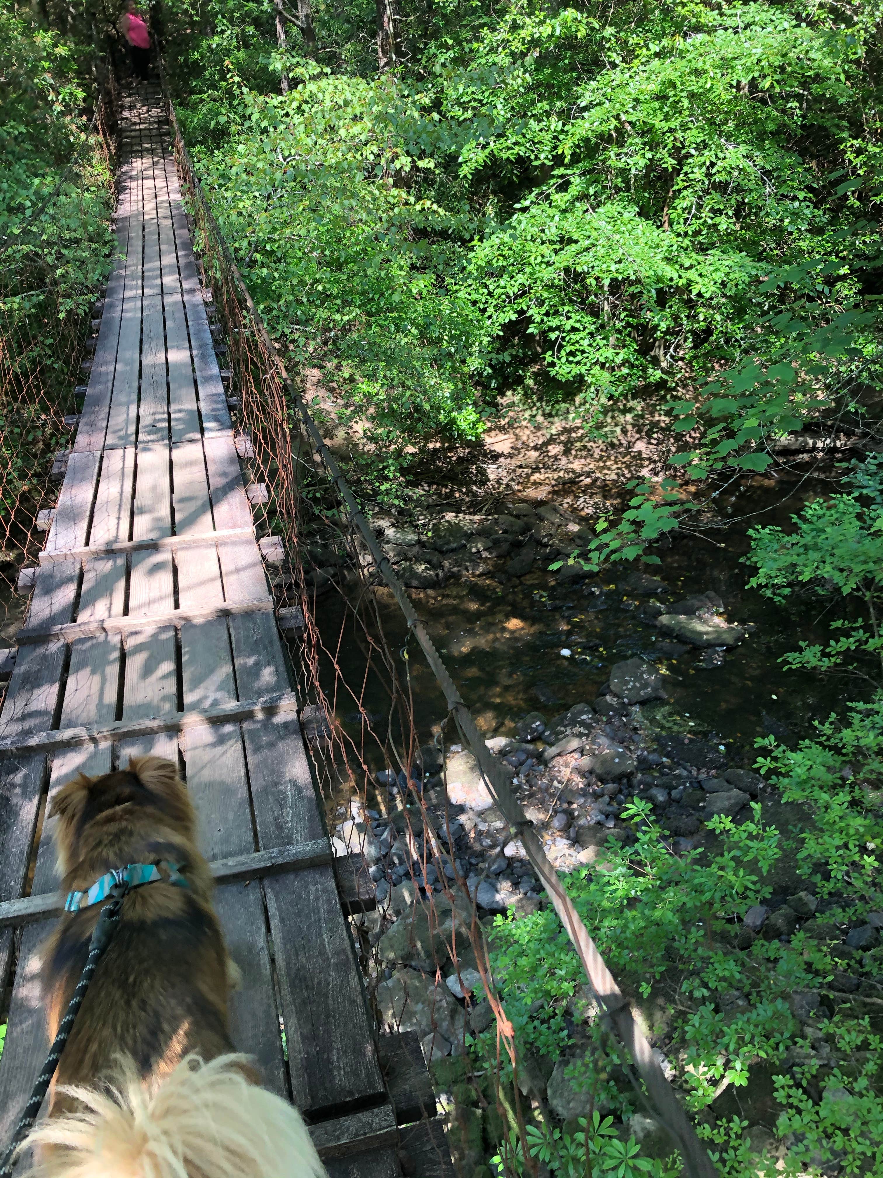Brittni F.'s photo of camping with pets at Savage Falls Campground — Savage Gulf State Park near Soddy-Daisy, TN