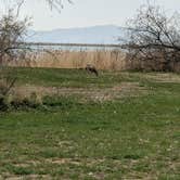 Review photo of Cottonwood — Willard Bay State Park by Ben	 H., April 26, 2021