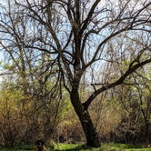 Review photo of Cottonwood — Willard Bay State Park by Ben	 H., April 26, 2021