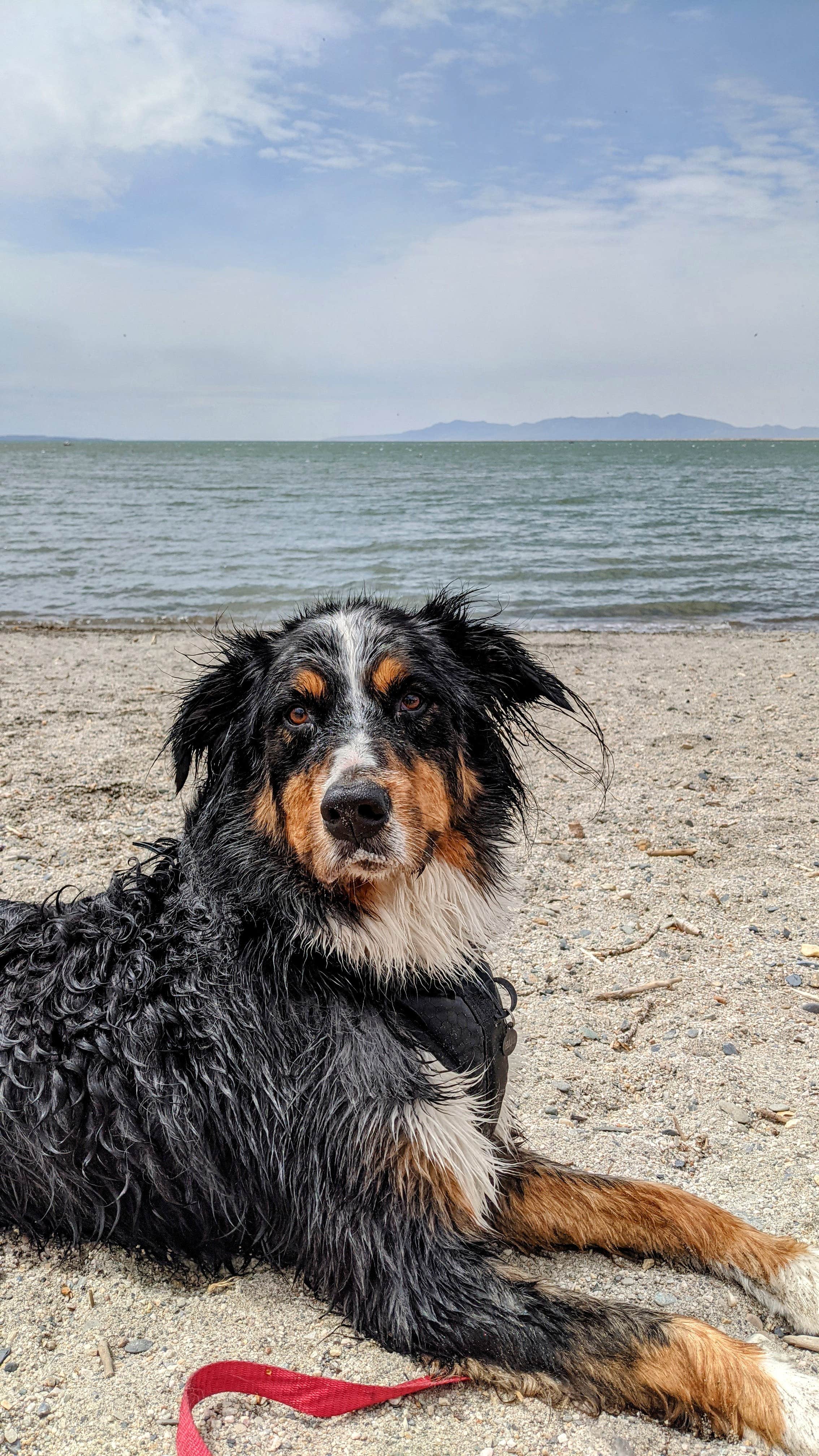 Ben	 H.'s photo of camping with pets at Cottonwood Campground — Willard Bay State Park near Uintah, UT