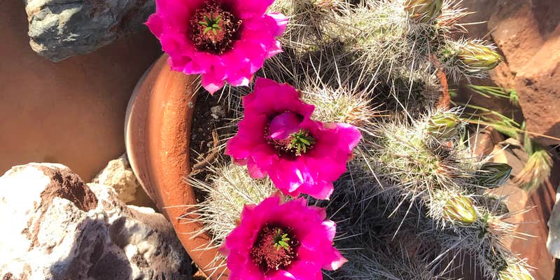 Camper submitted image from Riparian Ridge Ranch/Page Springs AZ