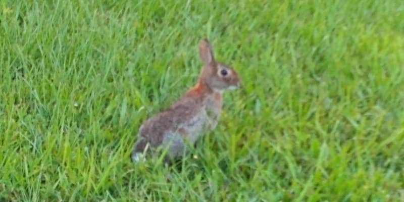 Camper submitted image from Windward Isle RV And Mobile Home Park