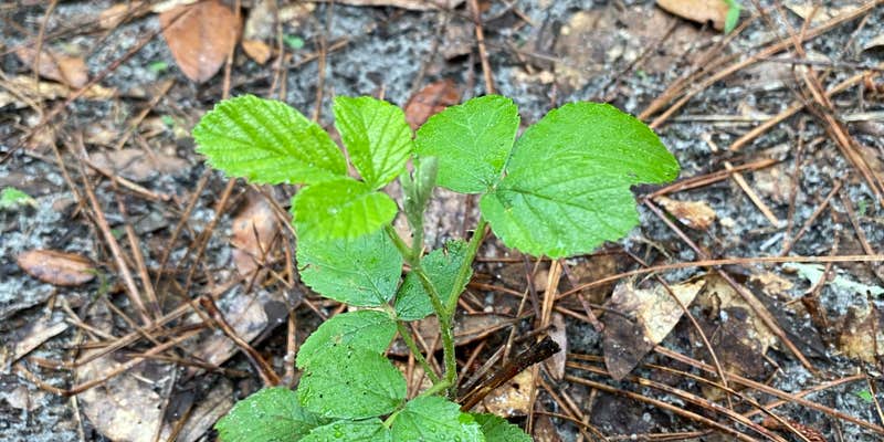 Camper submitted image from Shangri-La Trailhead & Campground