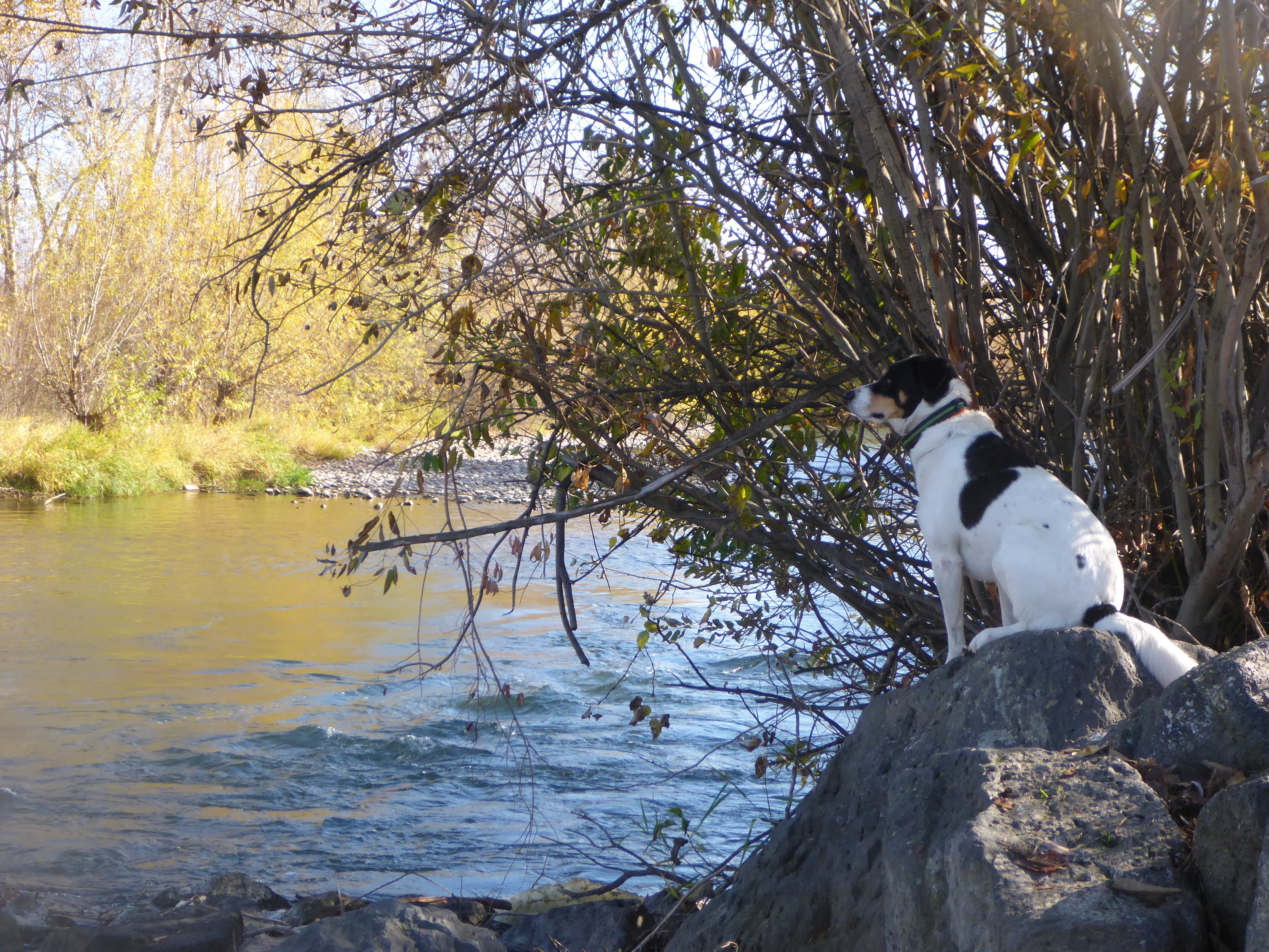 Some sights along the bike/hiking trail along the Boise River.