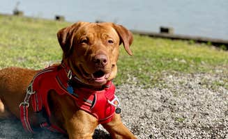 Allie T.'s photo of camping with pets at Blue Bluff Campground (aberdeen Ms) near Amory, MS