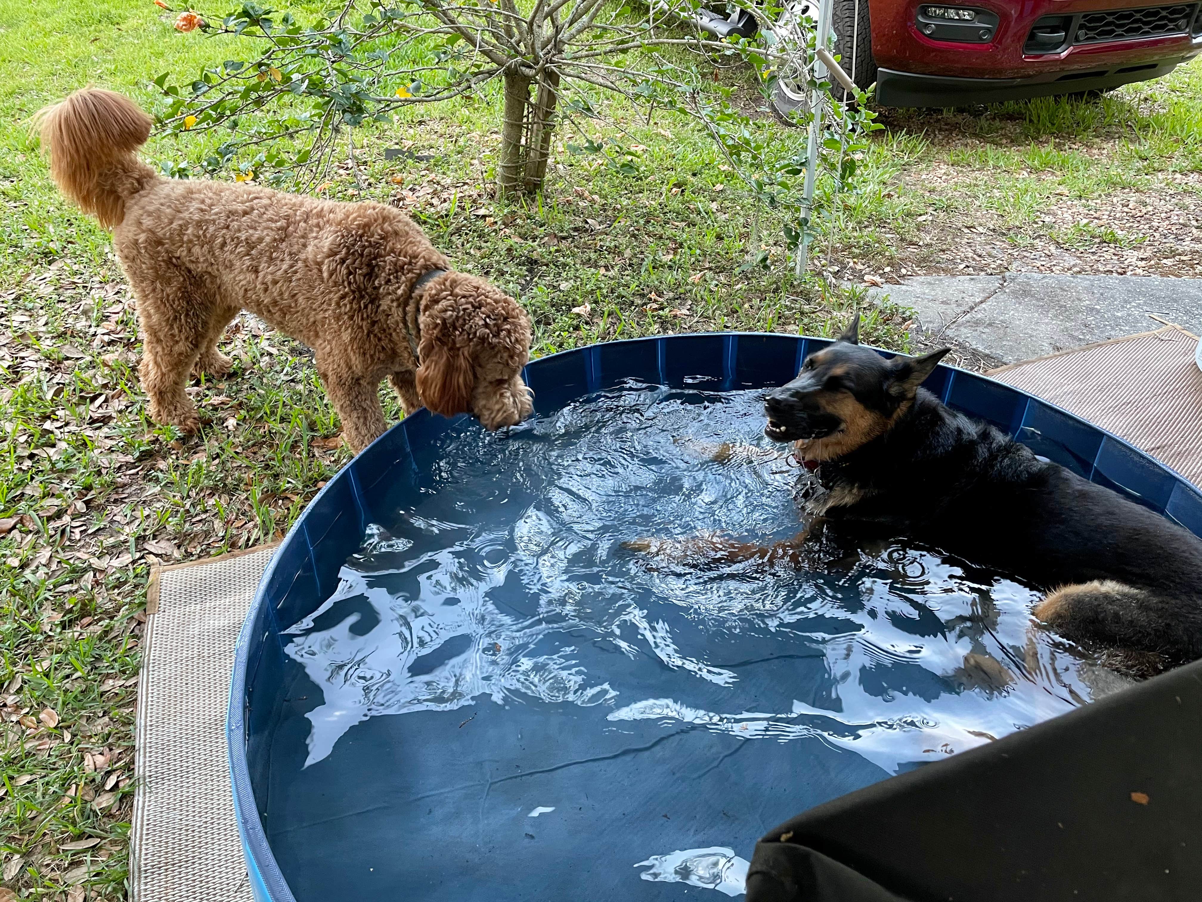 MaryAnn D.'s photo of camping with pets at Cypress Campground & RV Park near Auburndale, FL