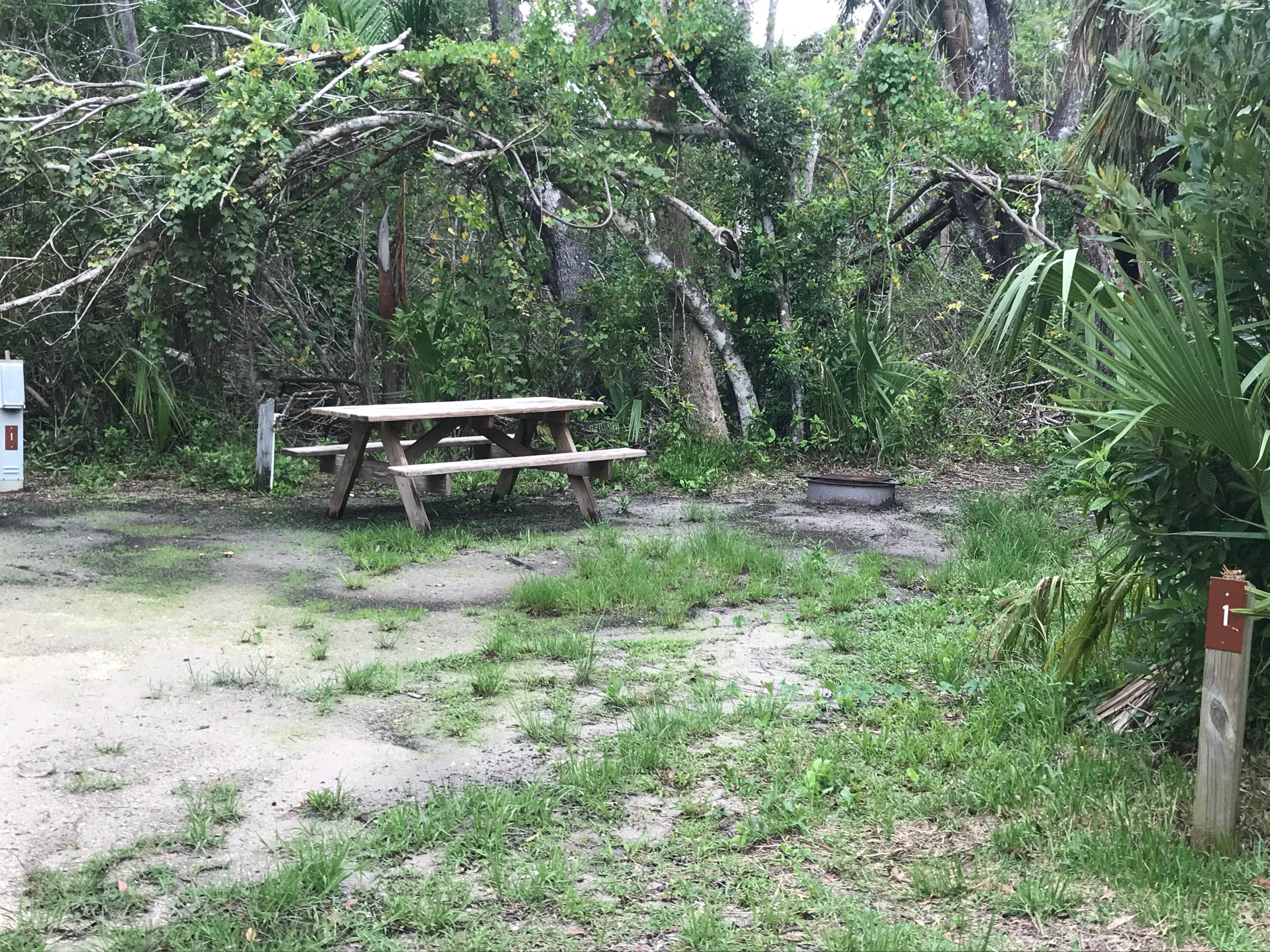 Camper submitted image from Collier–Seminole State Park Campground - 3