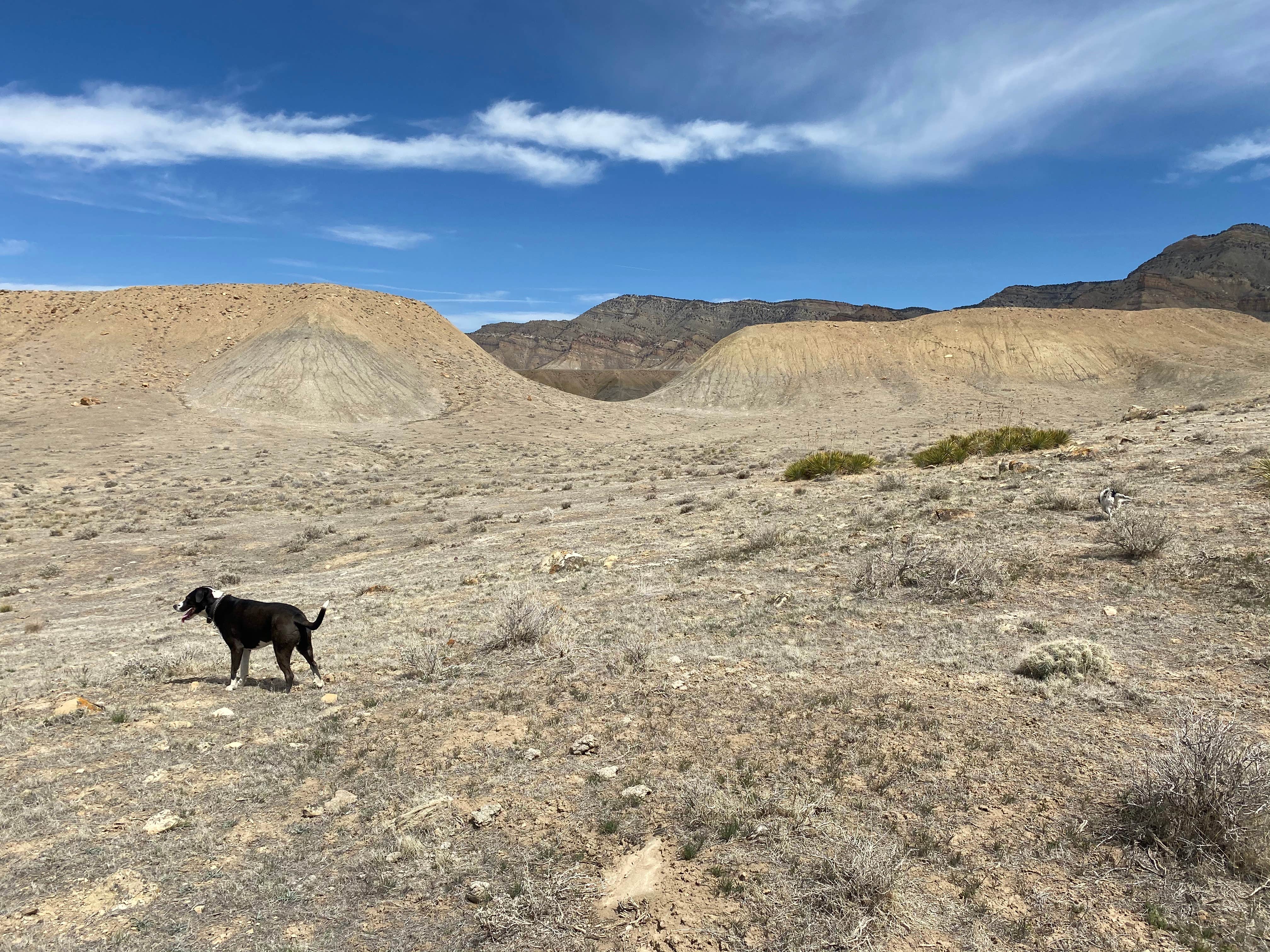 Jeff N.'s photo of camping with pets at Grand Junction Desert Road Recreation Area BLM near Palisade, CO