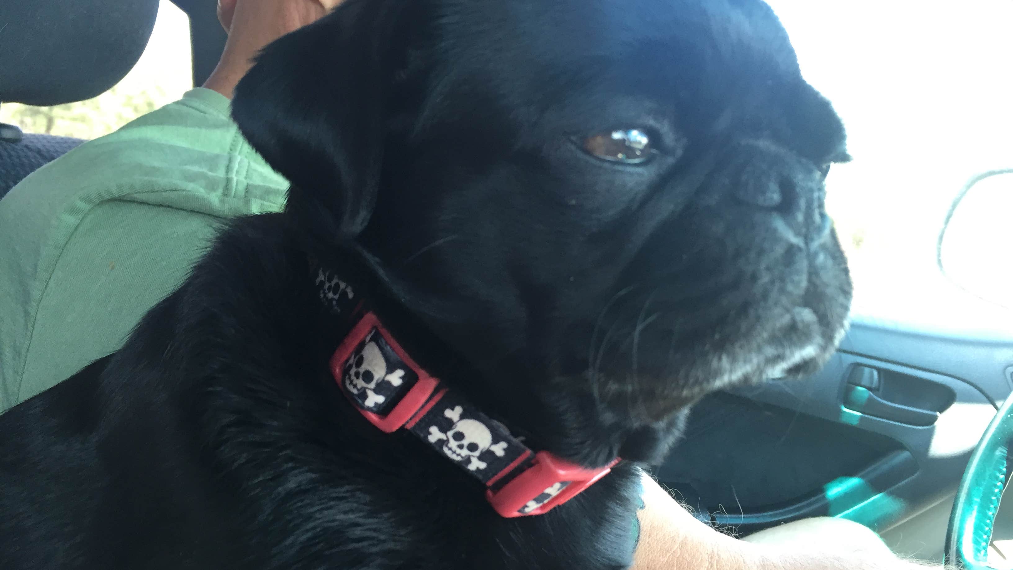 Camping near Happy Jack Lodge & RV Park: Blue Ridge Campground, Happy Jack, Arizona