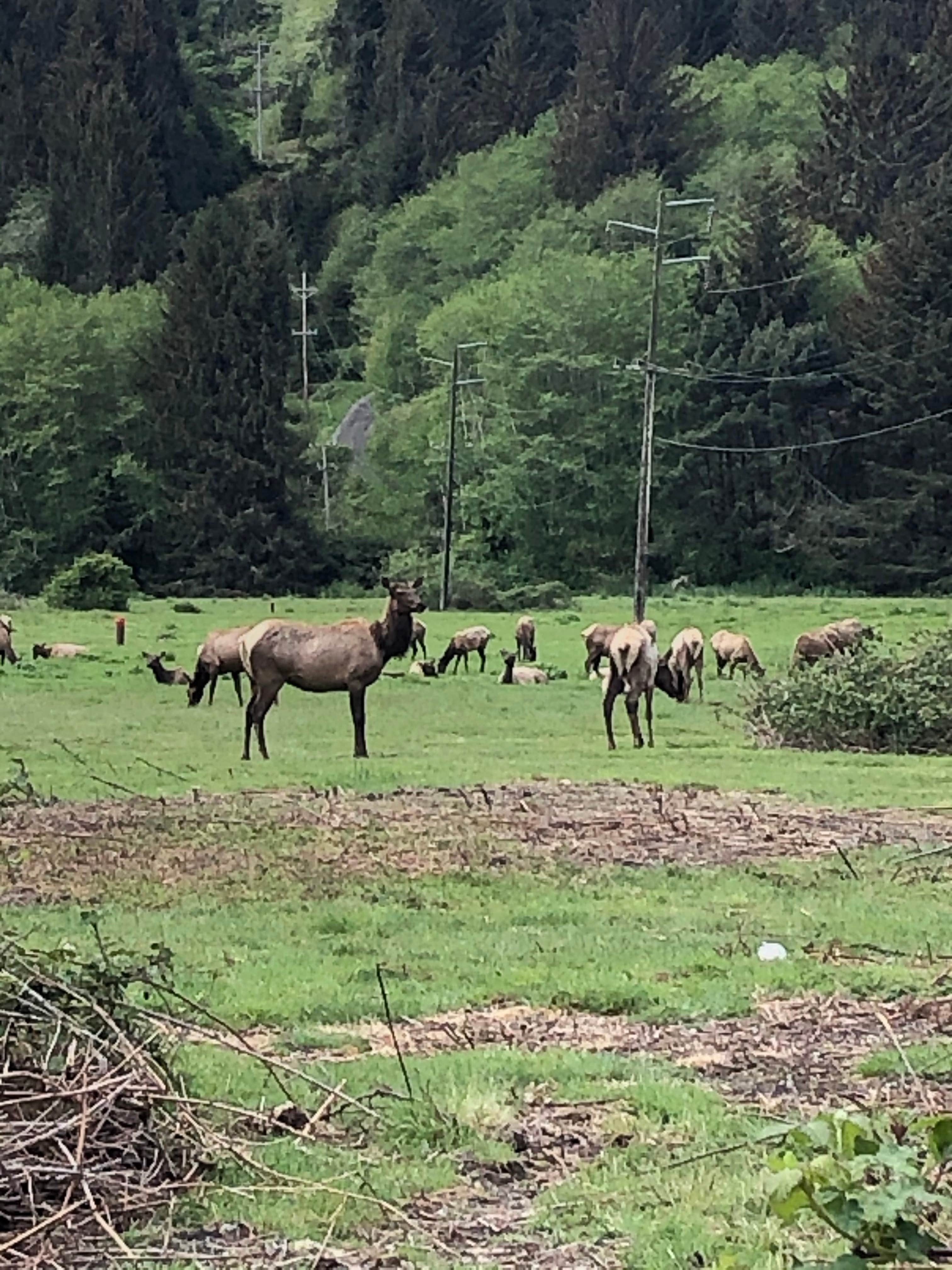 Erin A.'s photo of camping with a horse at Elk Country RV Resort & Campground near Six Rivers National Forest