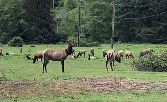 Erin A.'s photo of camping with a horse at Elk Country RV Resort & Campground in California