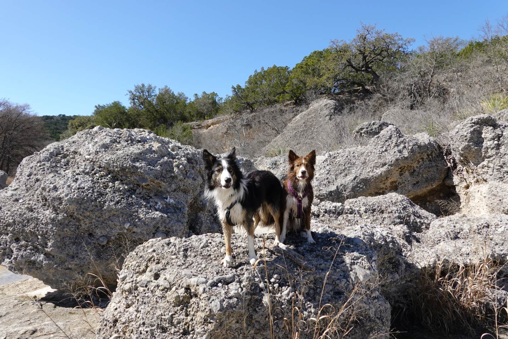 Lori C.'s photo of camping with pets at Rio Frio — Garner State Park near Brackettville, TX