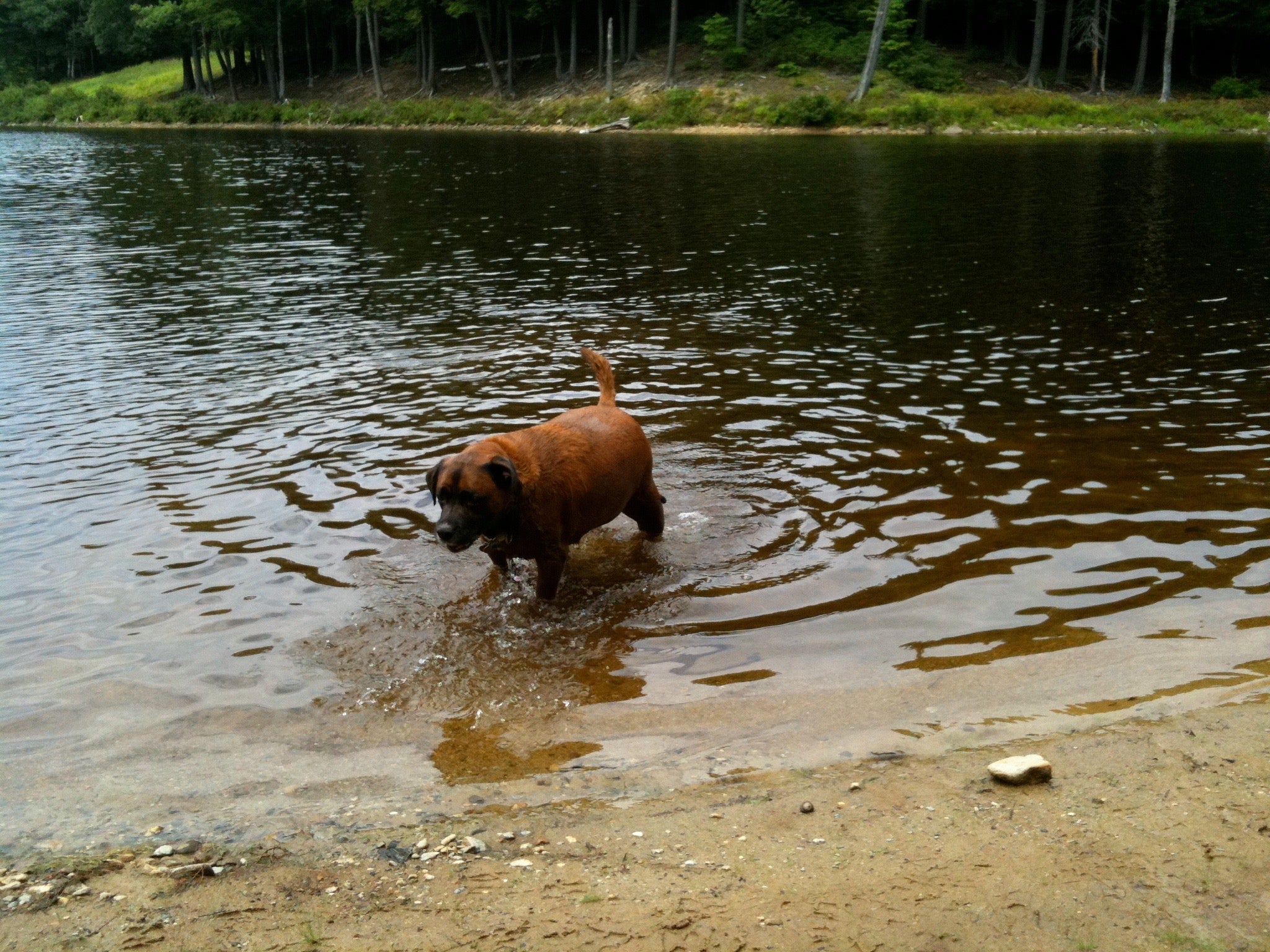 This photo of Foster RIP was made when we went to the park in July 2010. I think I can say without reservation dog's who lile to swim love Pillsbury State Park.