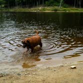 Review photo of Pillsbury State Park Campground by Dog S., June 1, 2018