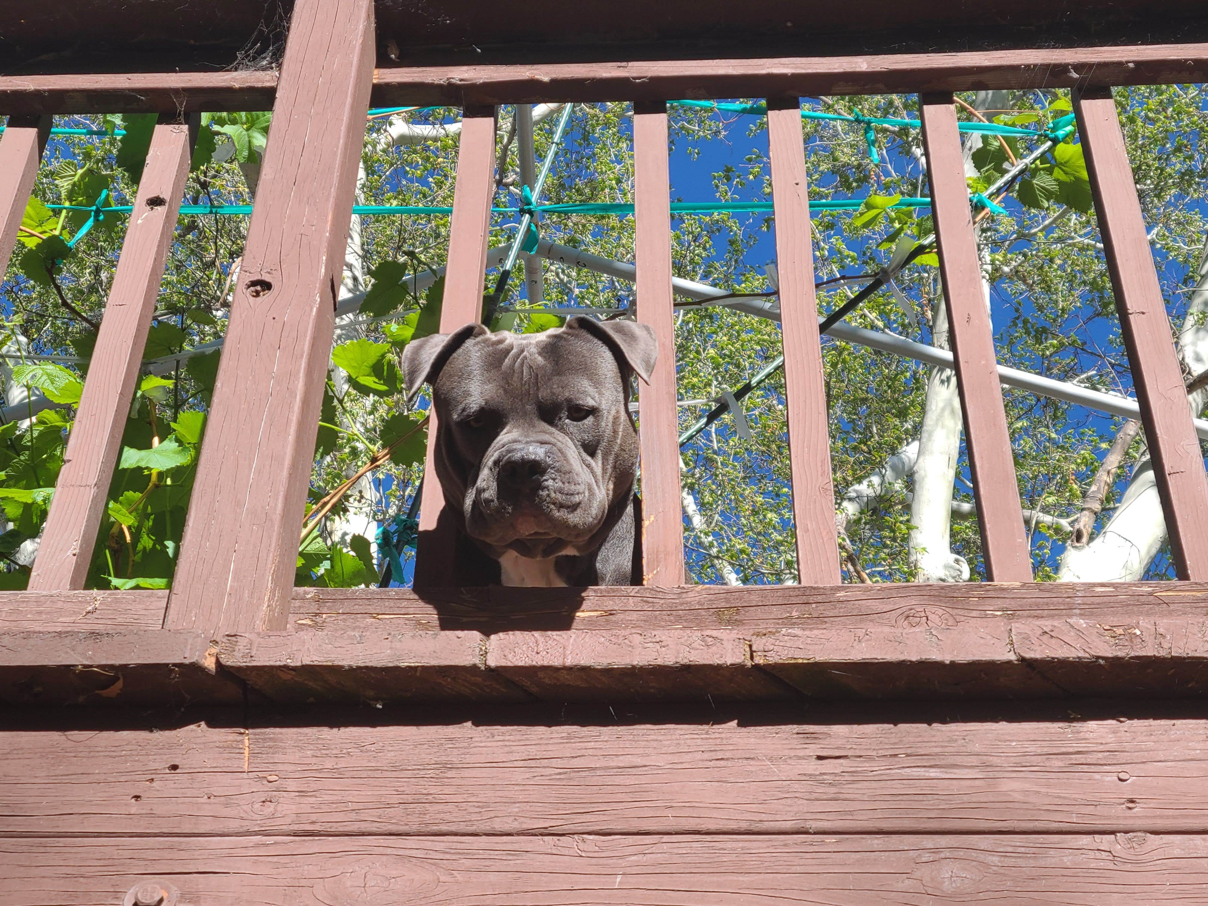 Vic R.'s photo of camping with pets at Oak Creek Mobilodge near Coconino National Forest