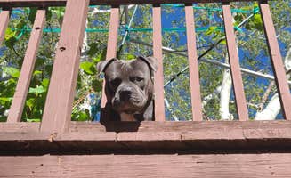 Vic R.'s photo of camping with pets at Oak Creek Mobilodge in Arizona