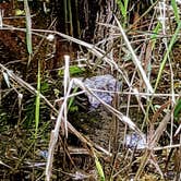 Review photo of Stephen C. Foster State Park Campground by Christy F., April 27, 2021