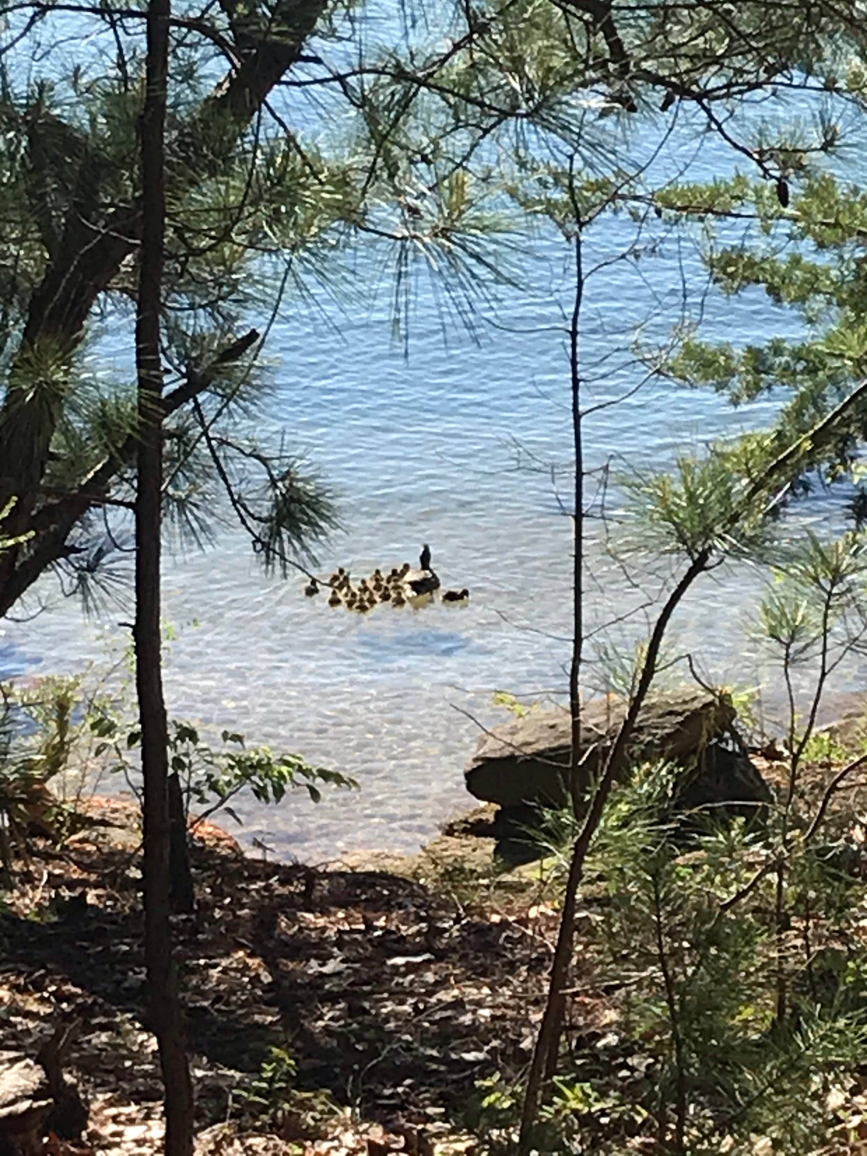 Camper submitted image from COE Lake Sidney Lanier Sawnee Campground - 4