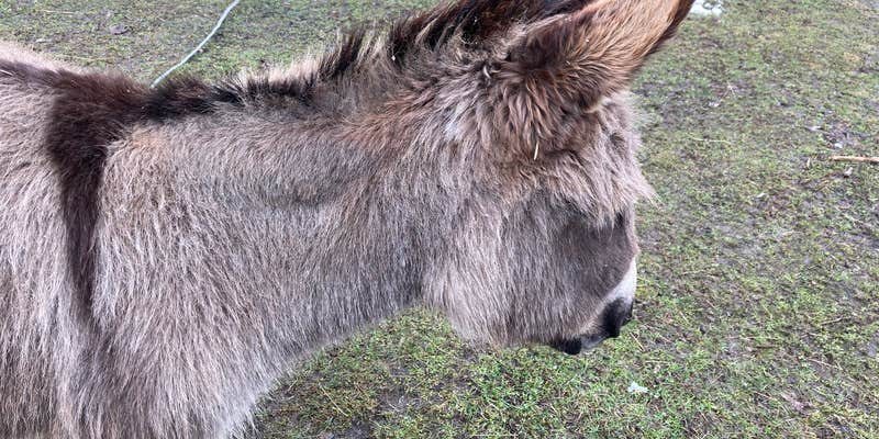 Camper submitted image from Willoughby Farm Animal Rescue