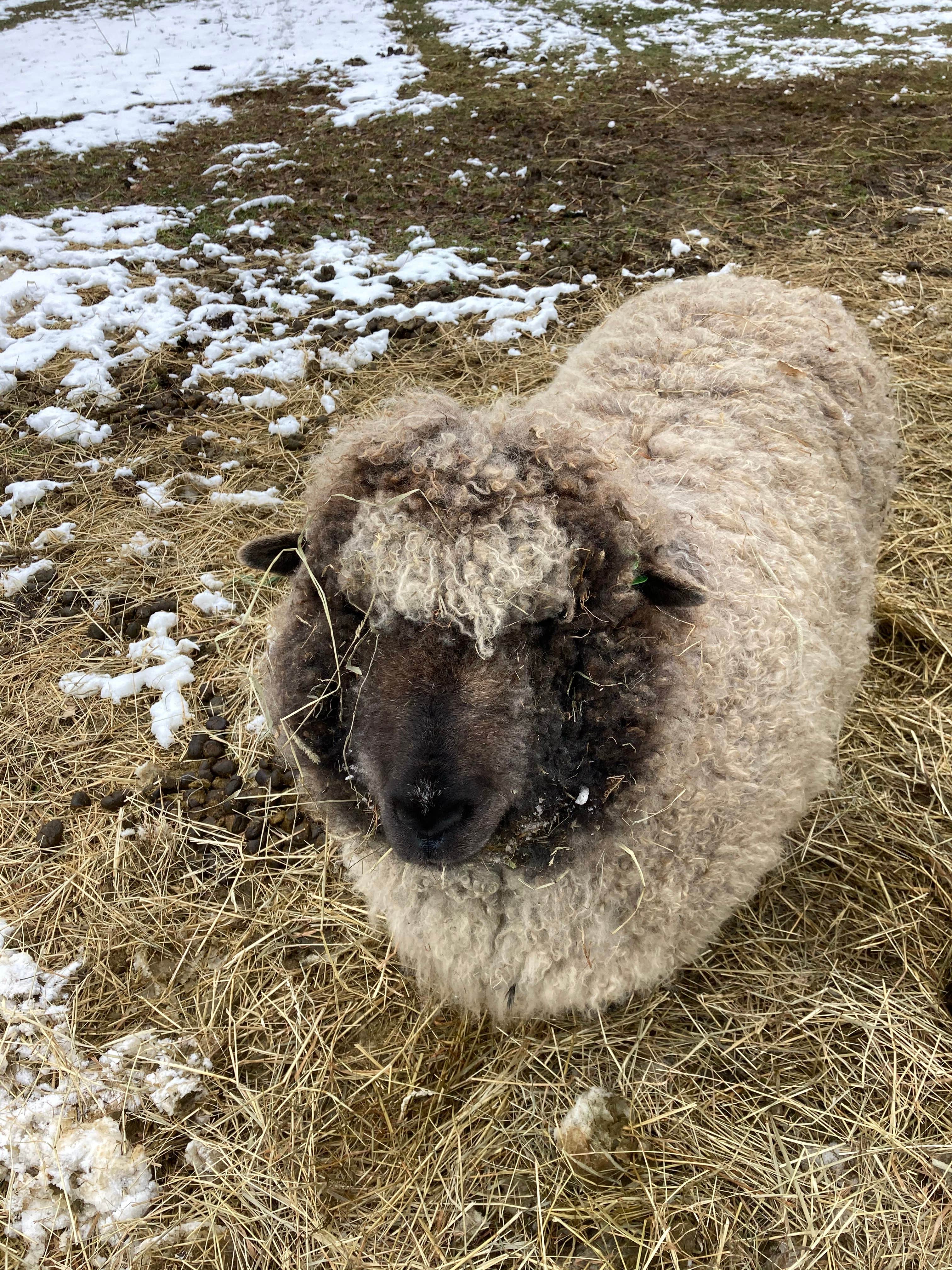 Camper-submitted photo at Willoughby Farm Animal Rescue near Lyme, NH