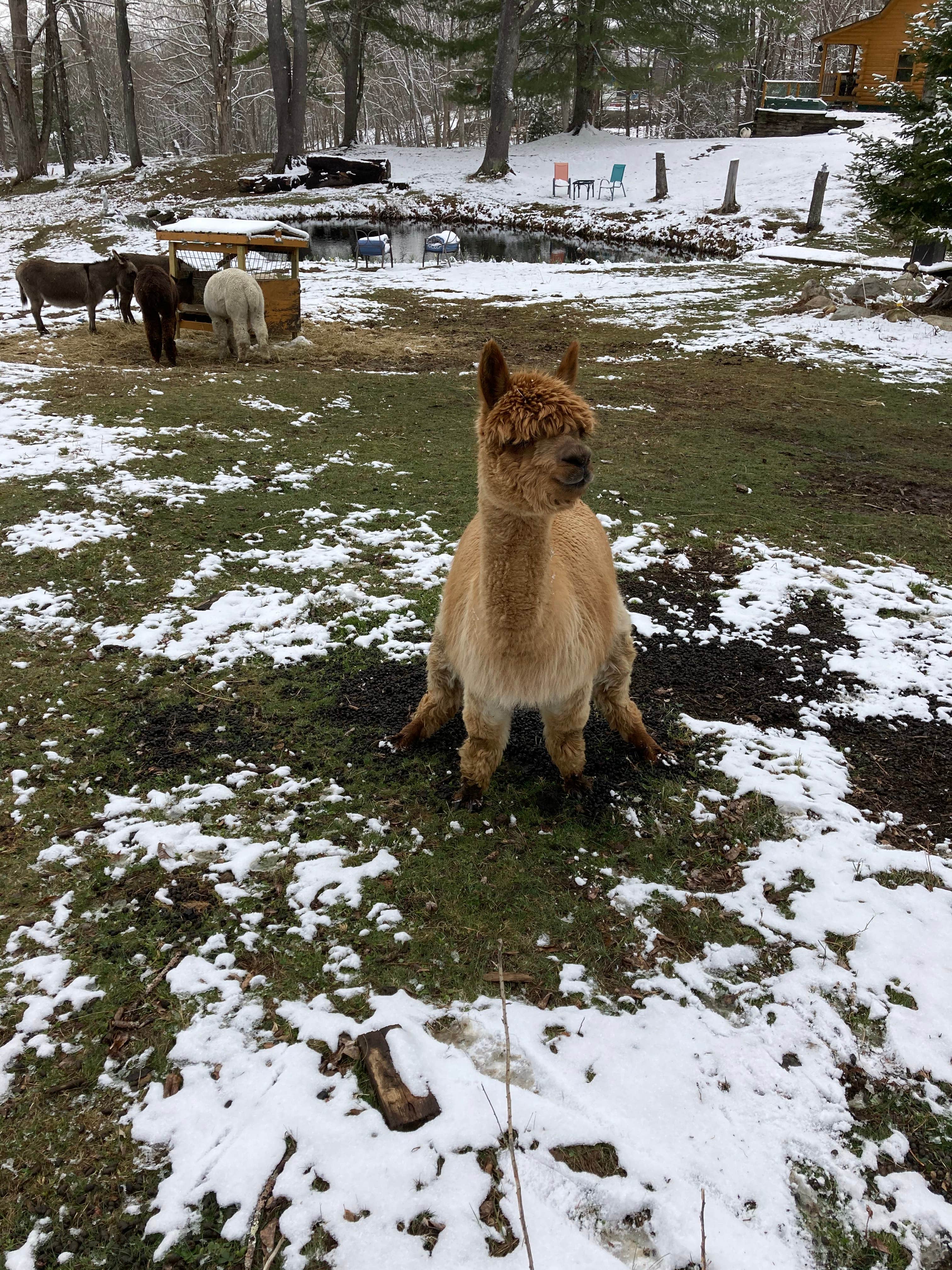Camper-submitted photo at Willoughby Farm Animal Rescue near Lyme, NH