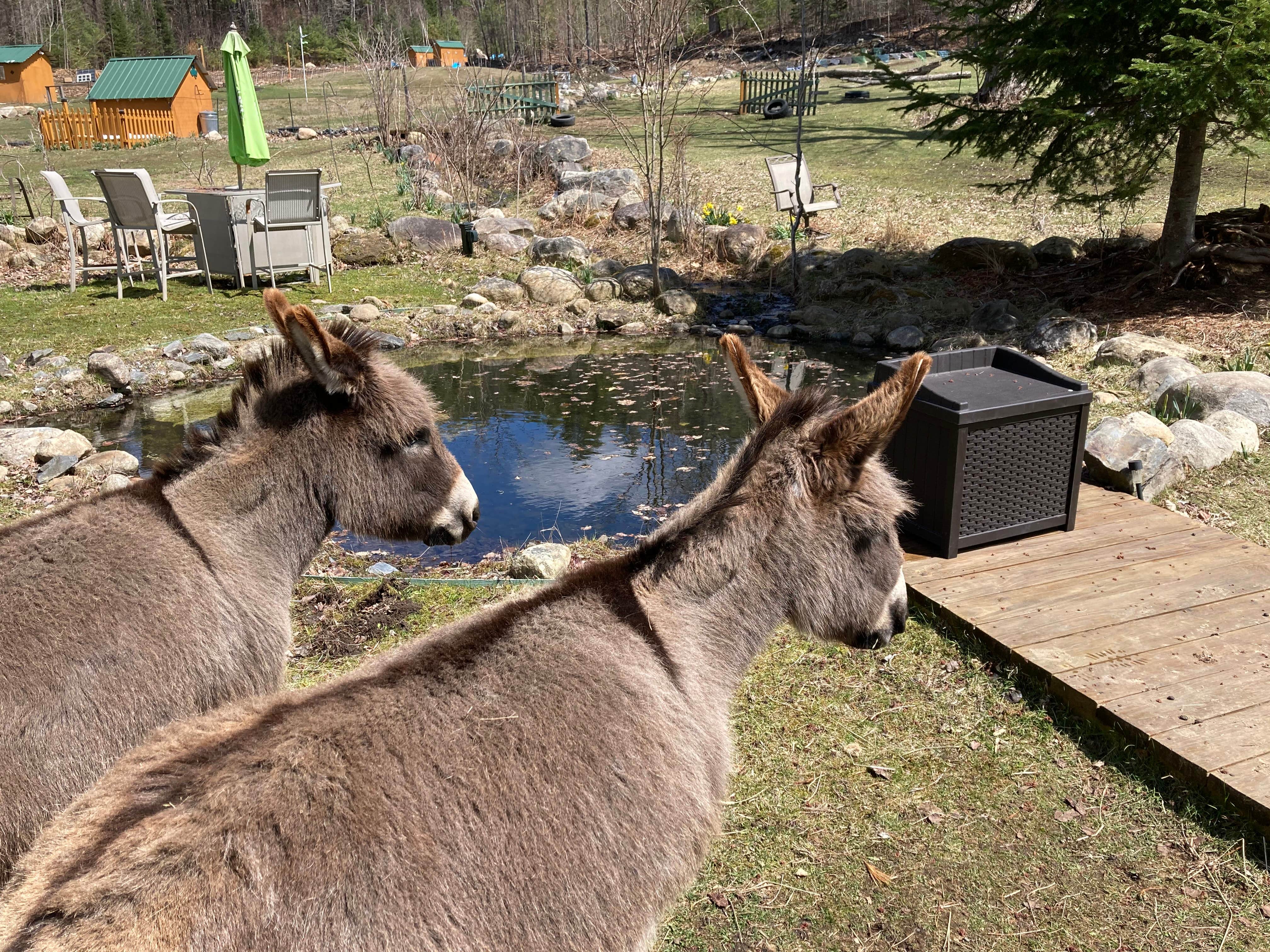 Camper-submitted photo at Willoughby Farm Animal Rescue near Lyme, NH