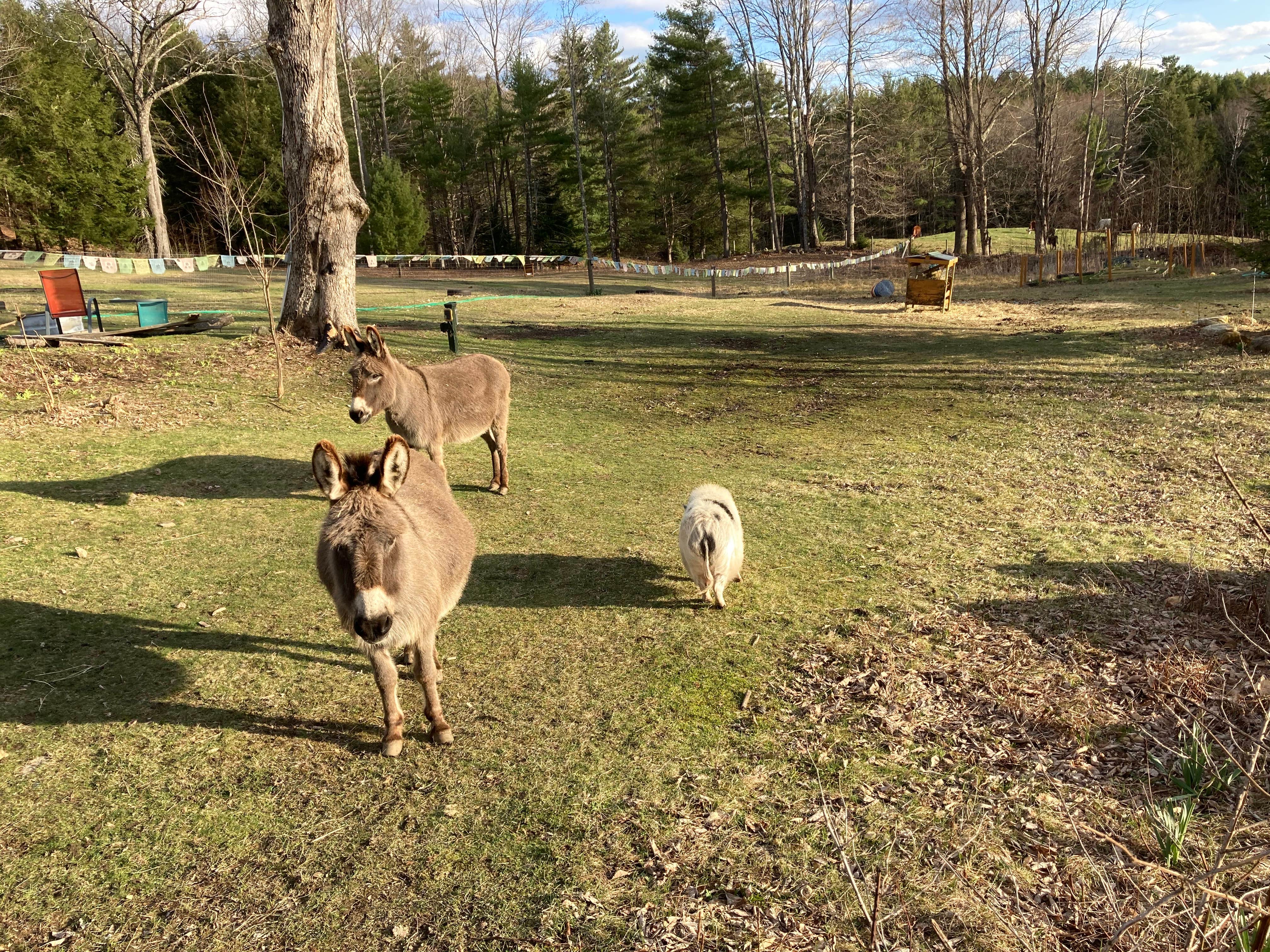 Camper-submitted photo at Willoughby Farm Animal Rescue near Lyme, NH