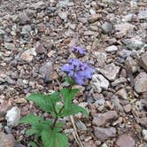 Review photo of Fiery Fork Conservation Area by Shannon M., April 27, 2021