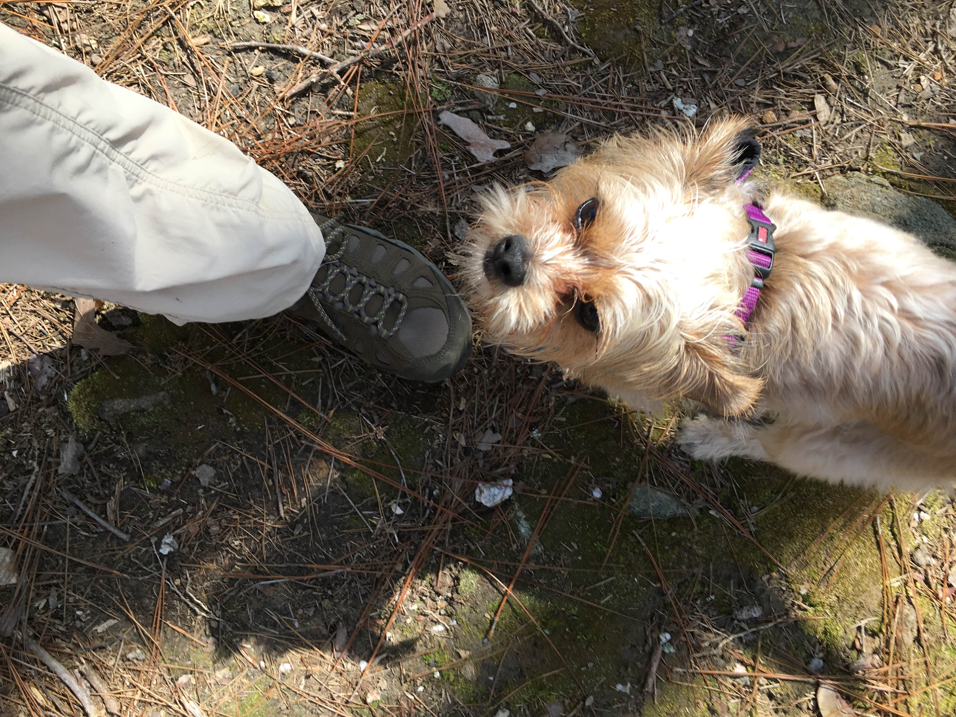 Asher K.'s photo of camping with pets at Skyway Loop Campgrounds near Southern Trailhead near Munford, AL
