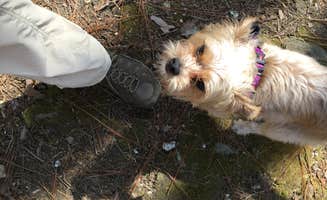 Asher K.'s photo of camping with pets at Skyway Loop Campgrounds near Southern Trailhead near Jacksons' Gap, AL