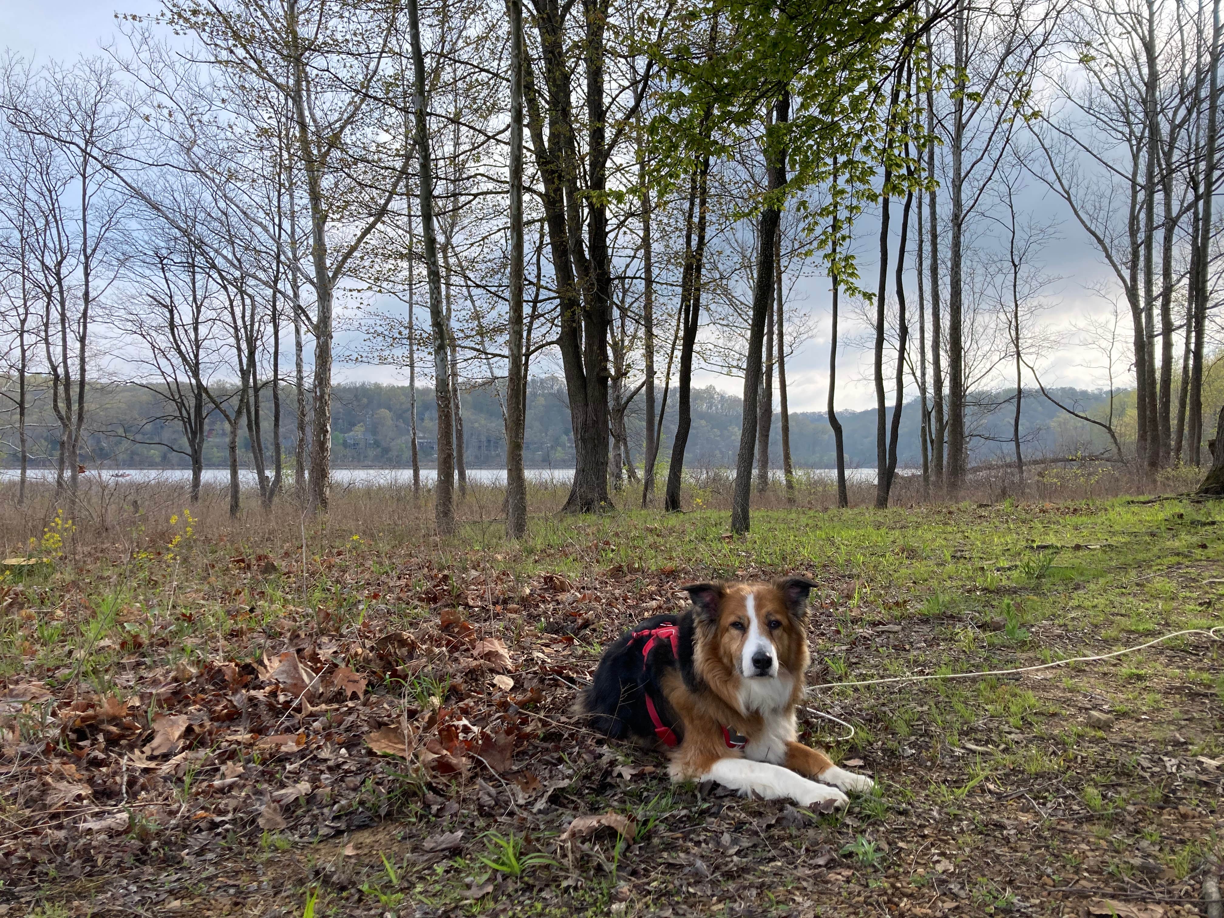 Aspen B.'s photo of camping with pets at Peninsula Trail near Bloomington, IN