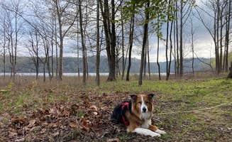 Aspen B.'s photo of camping with pets at Peninsula Trail near Martinsville, IN