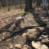 Review photo of Skyway Loop Campgrounds near Southern Trailhead by Asher K., June 1, 2018