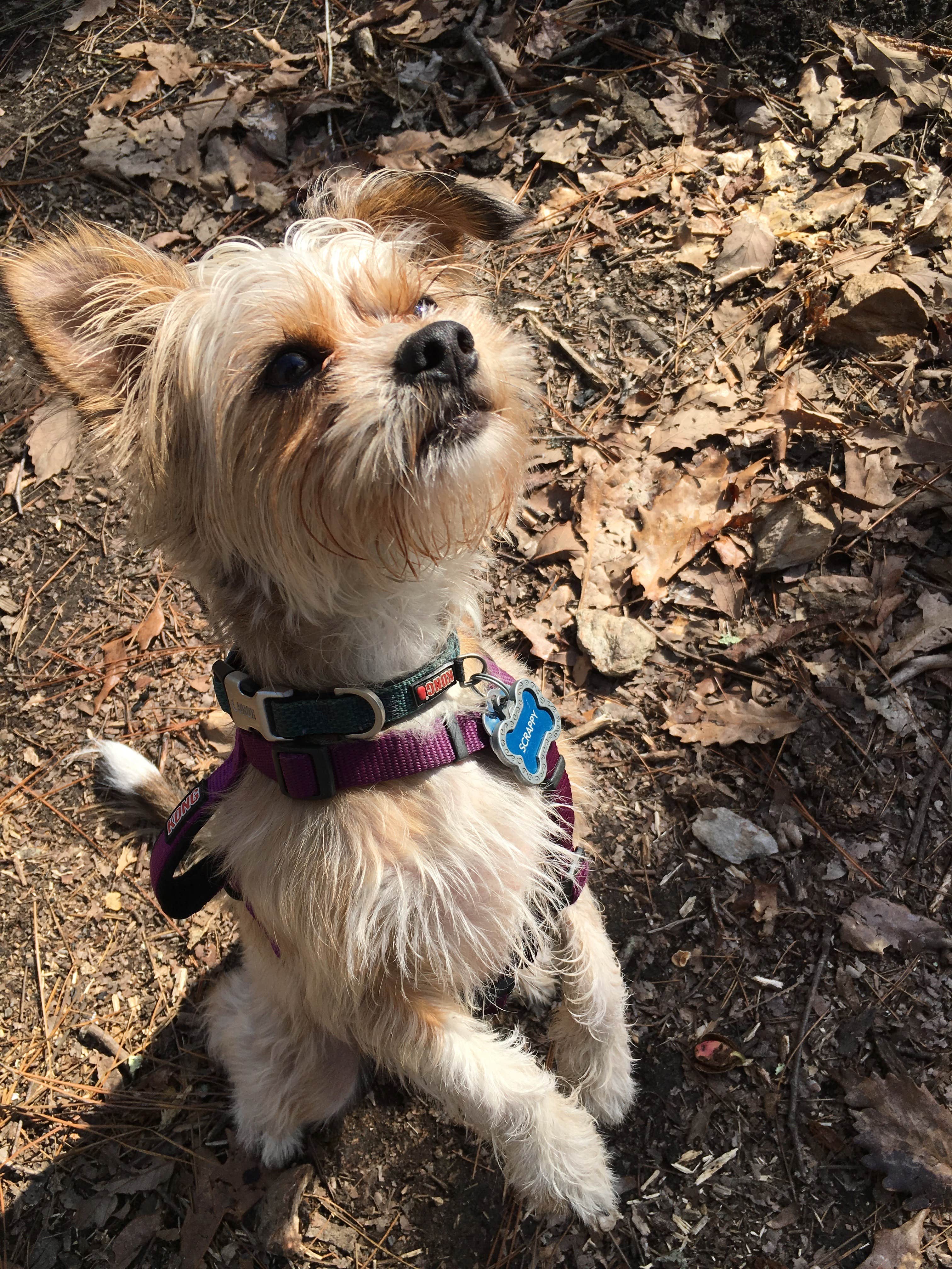 Asher K.'s photo of camping with pets at Skyway Loop Campgrounds near Southern Trailhead near Talladega National Forest