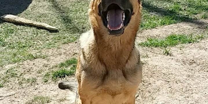 Camper submitted image from Upper Toston Dam Campground and Boat Launch